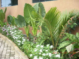 112 8f7. Uganda - Entebbe - Protea Hotel - flowers