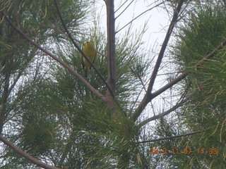 Uganda - Entebbe - Protea Hotel - bird