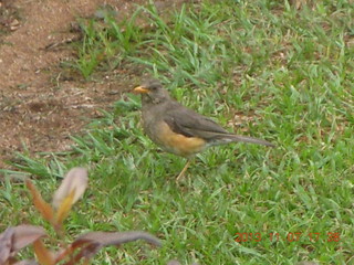 Uganda - Entebbe - Protea Hotel - bird