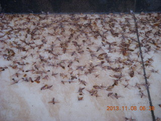 Uganda - Entebbe - Protea Hotel - dead bugs on steps in the rain