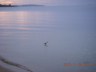 6 8f8. Uganda - Entebbe - Protea Hotel run - bird