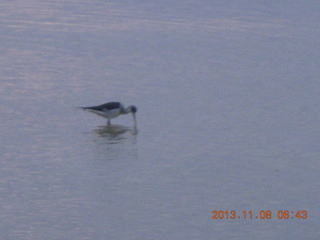 7 8f8. Uganda - Entebbe - Protea Hotel run - bird