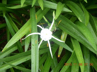 8 8f8. Uganda - Entebbe - Protea Hotel run - flower