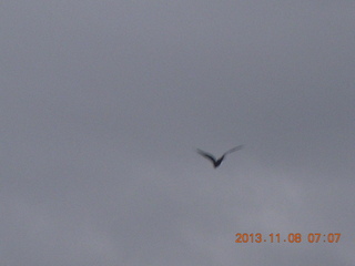 Uganda - Entebbe - Protea Hotel - bird in flight