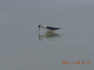 Uganda - Entebbe - Protea Hotel run - bird