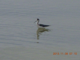 Uganda - Entebbe - Protea Hotel - bird