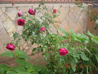 Uganda - Entebbe - Protea Hotel - roses