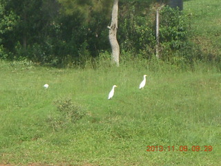 Uganda - Entebbe - Protea Hotel pools