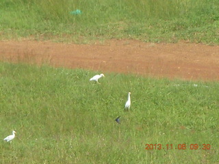 Uganda - Entebbe - Protea Hotel - birds