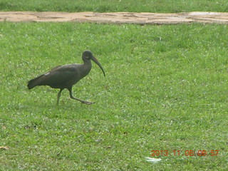 Uganda - Entebbe - Uganda Wildlife Education Center (UWEC) bird