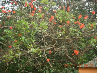 33 8f8. Uganda - Entebbe - Uganda Wildlife Education Center (UWEC) flowers