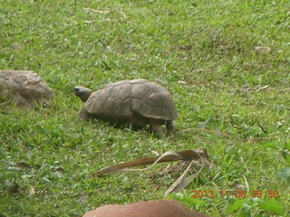 Uganda - Entebbe - Protea Hotel - birds