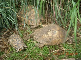 Uganda - Entebbe - Uganda Wildlife Education Center (UWEC) - tortoises