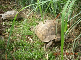 Uganda - Entebbe - Uganda Wildlife Education Center (UWEC) - tortoises