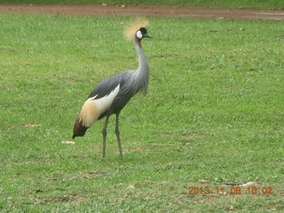 Uganda - Entebbe - Uganda Wildlife Education Center (UWEC) - stork