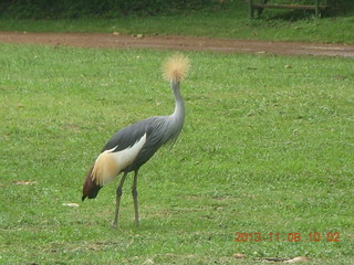 Uganda - Entebbe - Uganda Wildlife Education Center (UWEC) - stork
