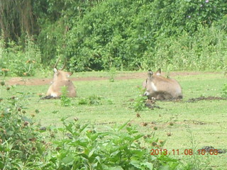 Uganda - Entebbe - Uganda Wildlife Education Center (UWEC) - antelopes and water buffalo