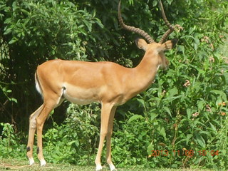 Uganda - Entebbe - Uganda Wildlife Education Center (UWEC) bird