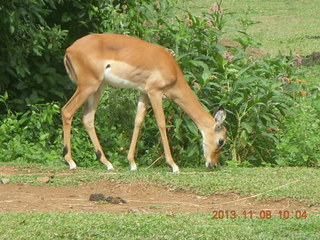 Uganda - Entebbe - Uganda Wildlife Education Center (UWEC) - antelope