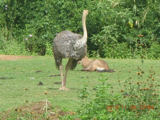 Uganda - Entebbe - Uganda Wildlife Education Center (UWEC) - ostrich