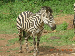 Uganda - Entebbe - Uganda Wildlife Education Center (UWEC) - zebra