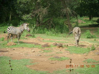 Uganda - Entebbe - Uganda Wildlife Education Center (UWEC) - zebras