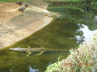Uganda - Entebbe - Uganda Wildlife Education Center (UWEC) - crocodile