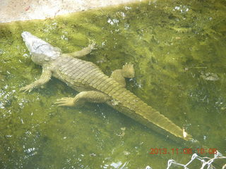 49 8f8. Uganda - Entebbe - Uganda Wildlife Education Center (UWEC) - crocodile