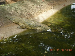 Uganda - Entebbe - Uganda Wildlife Education Center (UWEC) - crocodile