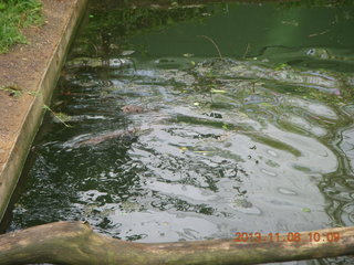 Uganda - Entebbe - Uganda Wildlife Education Center (UWEC) - otter