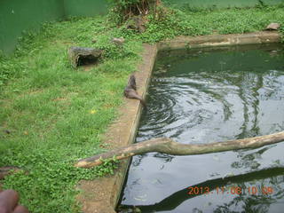 Uganda - Entebbe - Uganda Wildlife Education Center (UWEC) - otter