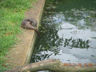 53 8f8. Uganda - Entebbe - Uganda Wildlife Education Center (UWEC) - otter