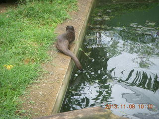 Uganda - Entebbe - Uganda Wildlife Education Center (UWEC) - otter