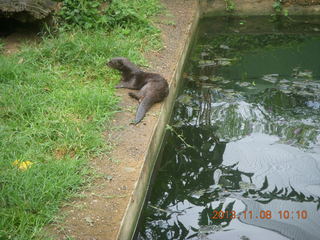 55 8f8. Uganda - Entebbe - Uganda Wildlife Education Center (UWEC) - otter