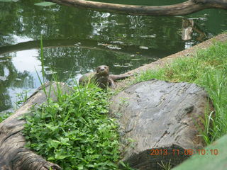 56 8f8. Uganda - Entebbe - Uganda Wildlife Education Center (UWEC) - otter