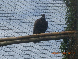 Uganda - Entebbe - Uganda Wildlife Education Center (UWEC) - eagle