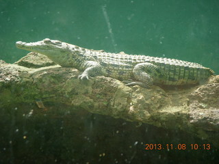 Uganda - Entebbe - Uganda Wildlife Education Center (UWEC) - small crocodile