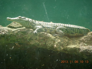 Uganda - Entebbe - Uganda Wildlife Education Center (UWEC) - crocodile