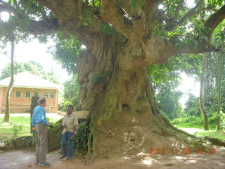 Uganda - Entebbe - Uganda Wildlife Education Center (UWEC) - big tree