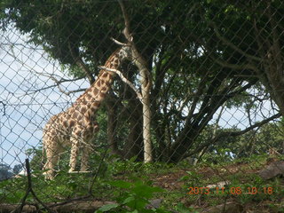 Uganda - Entebbe - Uganda Wildlife Education Center (UWEC) - giraffe