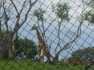 Uganda - Entebbe - Uganda Wildlife Education Center (UWEC) - otter