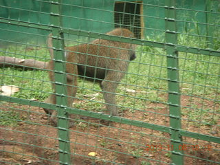 Uganda - Entebbe - Uganda Wildlife Education Center (UWEC) - baboon