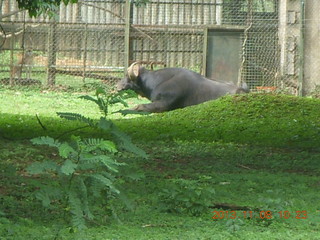 66 8f8. Uganda - Entebbe - Uganda Wildlife Education Center (UWEC) - water buffalo