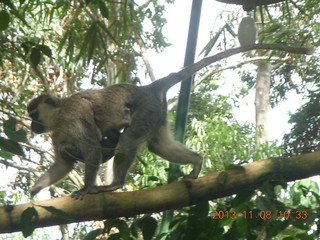 Uganda - Entebbe - Uganda Wildlife Education Center (UWEC) - monkey