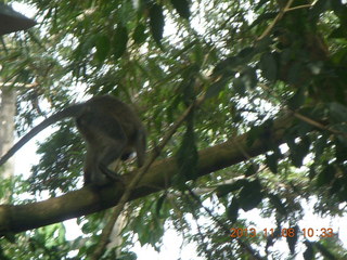 Uganda - Entebbe - Uganda Wildlife Education Center (UWEC) - monkey