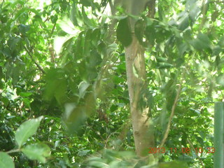 Uganda - Entebbe - Uganda Wildlife Education Center (UWEC) - small crocodile