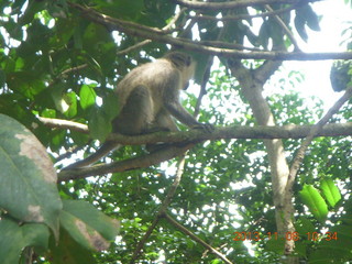 Uganda - Entebbe - Uganda Wildlife Education Center (UWEC) - big tree and our guide