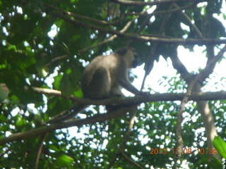 Uganda - Entebbe - Uganda Wildlife Education Center (UWEC) - big tree