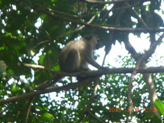 Uganda - Entebbe - Uganda Wildlife Education Center (UWEC) - monkey