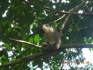 Uganda - Entebbe - Uganda Wildlife Education Center (UWEC) - monkey